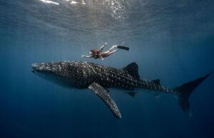 beginner friendly whale shark excursion