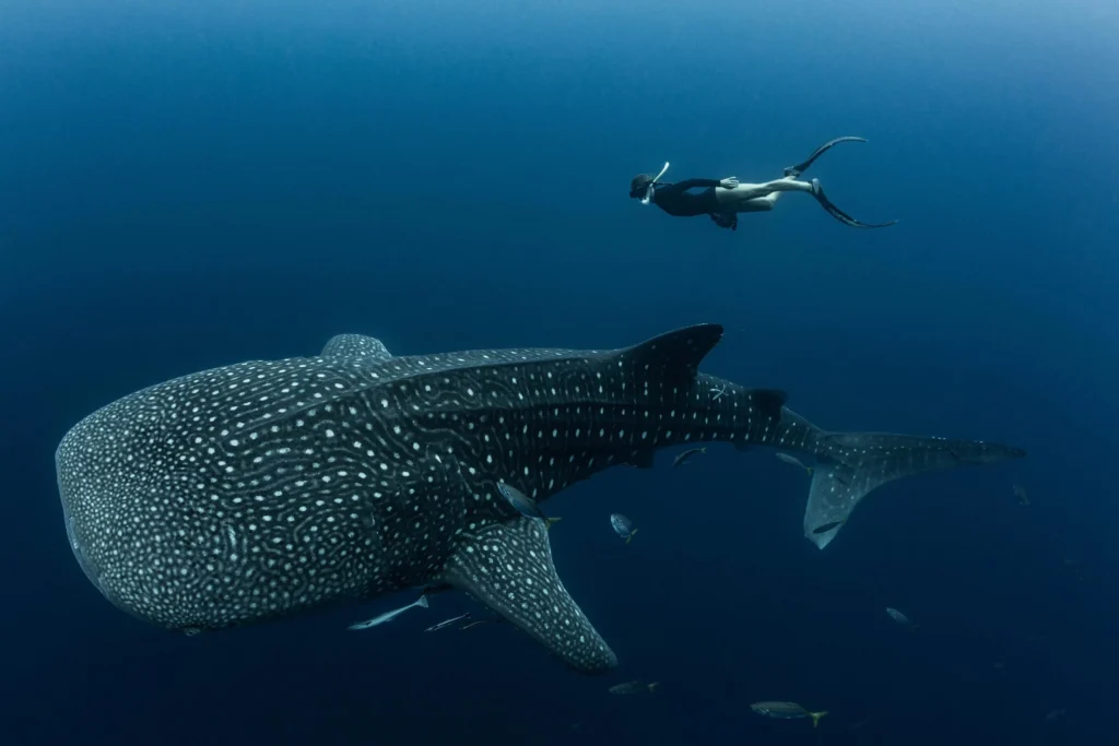beginner friendly whale shark excursion