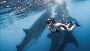best time for whale shark snorkeling Indonesia