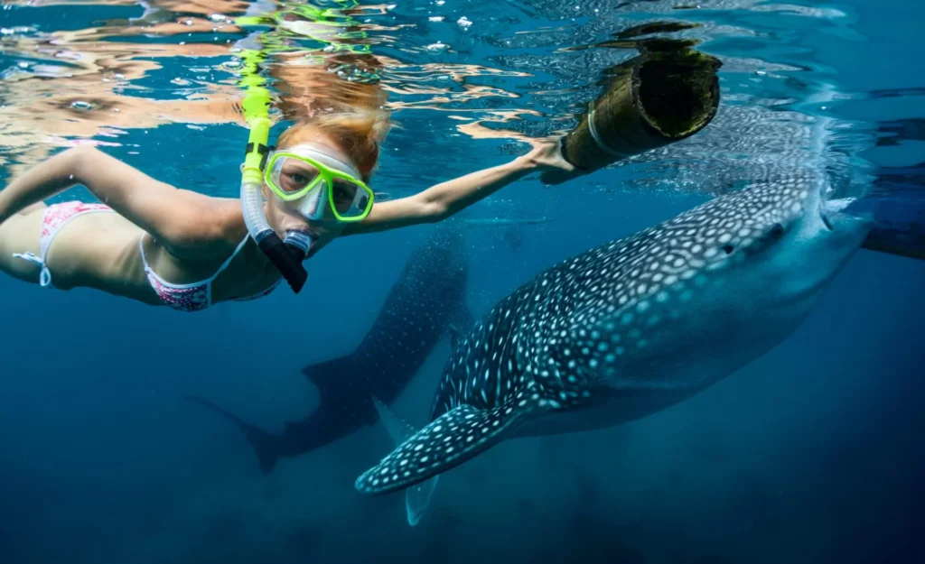 family friendly whale shark excursion