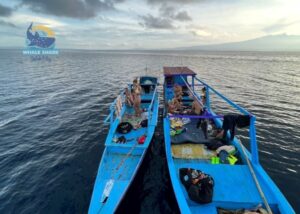 half day whale shark excursion
