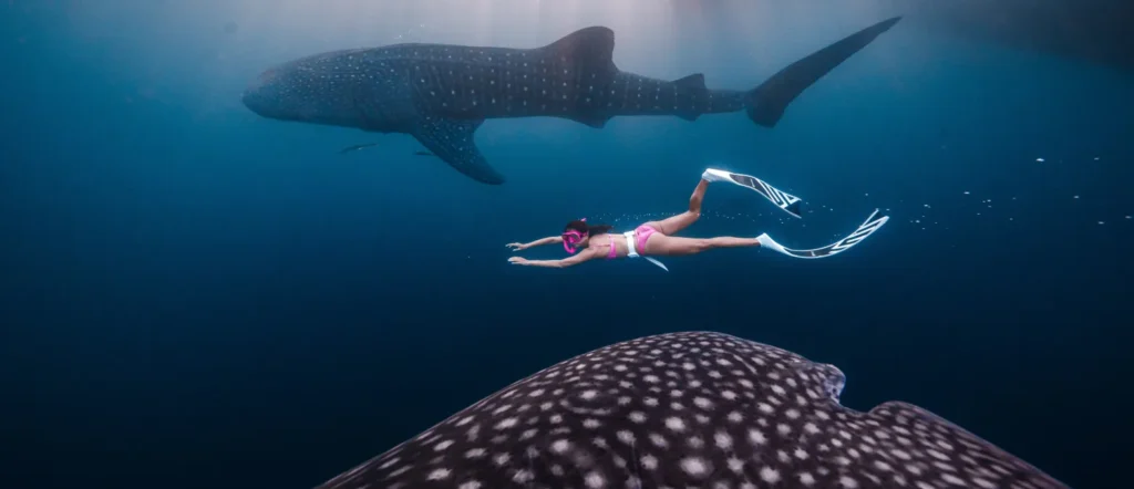 whale shark experience eco-friendly