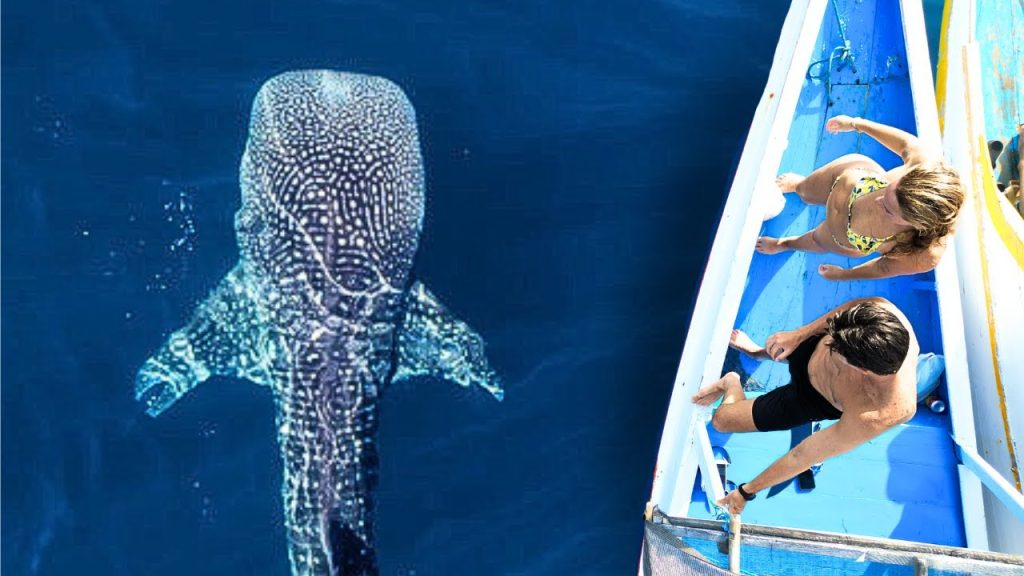 whale shark experience luxury