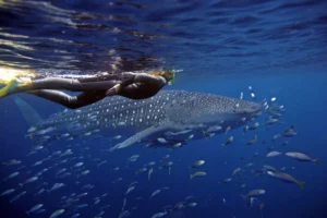 whale shark experience luxury
