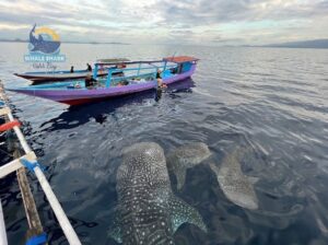3 day whale shark safari