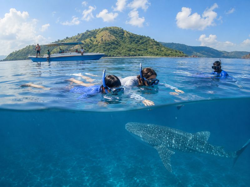 Family snorkeling with whale shark