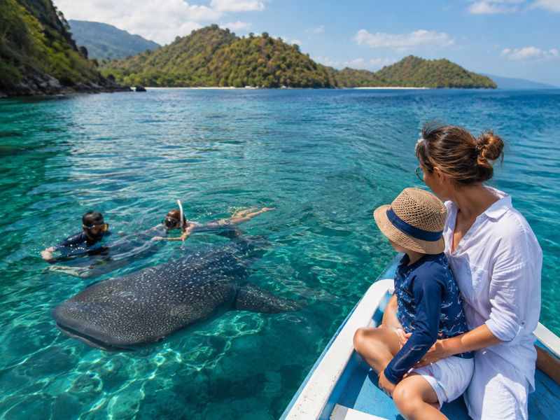 Family whale shark encounter in Saleh Bay