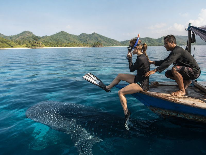 First timer whale shark snorkeling saleh bay