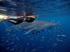 Luxury whale shark snorkeling