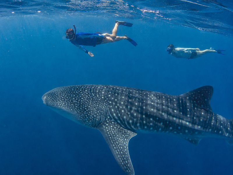 Responsible snorkeling whale shark Sumbawa