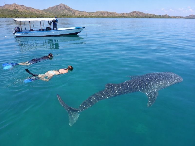 Snorkeling with Whale Sharks in Saleh Bay Sumbawa