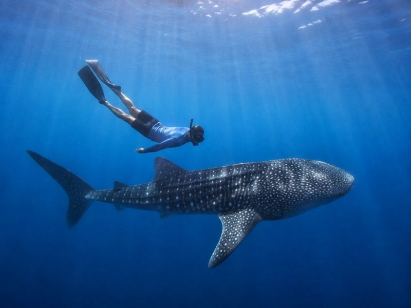 Swimming with whale sharks Saleh Bay