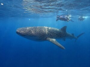 Whale Shark Swimming with a Snorkeler in Saleh Bay