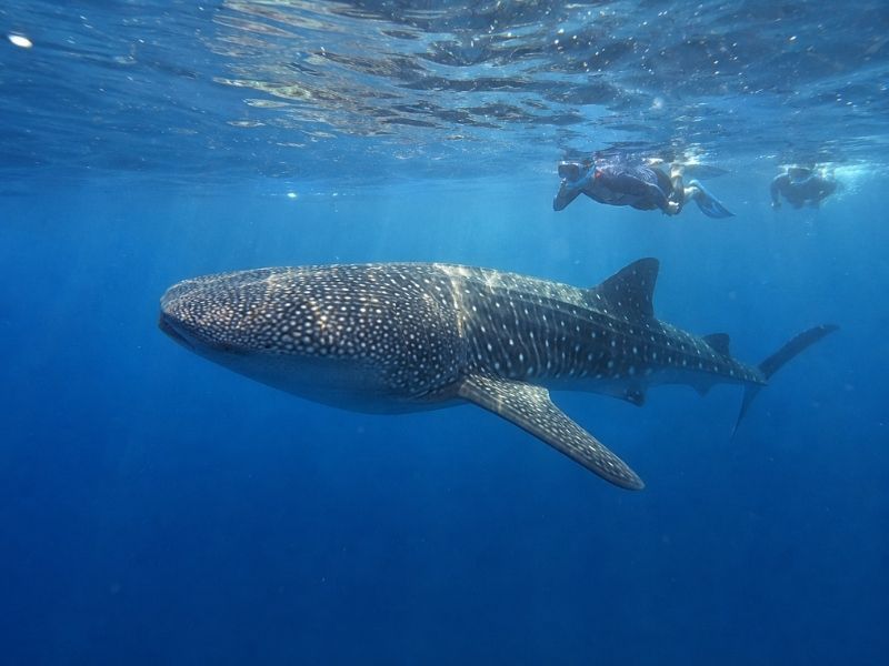 Whale Shark Swimming with a Snorkeler in Saleh Bay