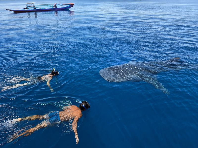Whale shark excursion conservation in Saleh Bay