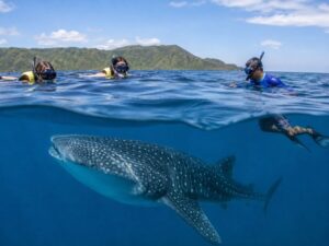 Whale shark snorkeling Saleh Bay