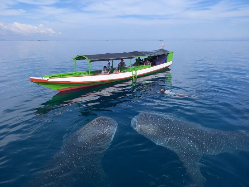 Sumbawa Underwater Tour