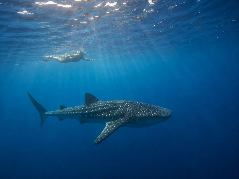 Whale shark underwater Sumbawa