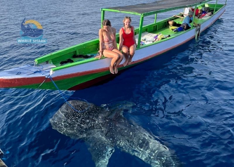 affordable snorkeling with whale sharks