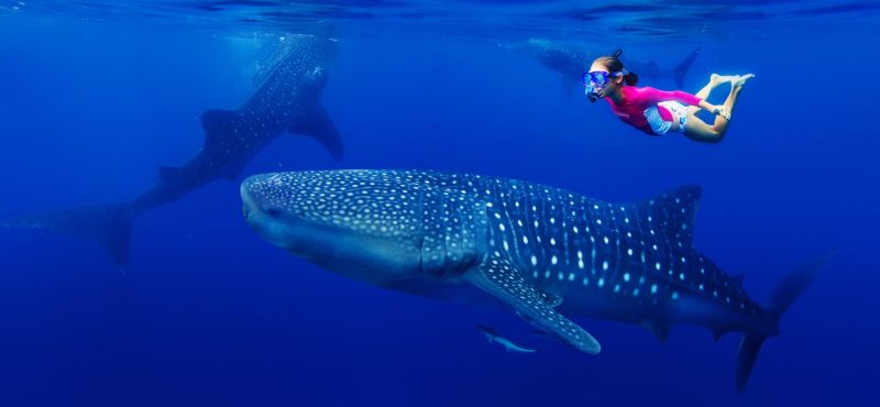 affordable snorkeling with whale sharks