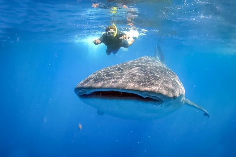 beginner friendly whale shark snorkeling