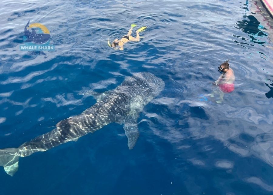 beginner friendly whale shark snorkeling