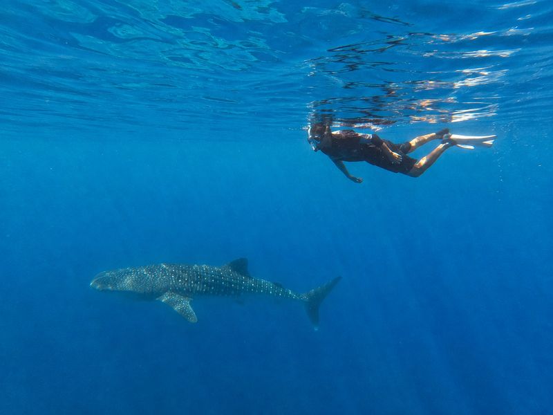 beginner snorkeler whale shark underwater saleh bay