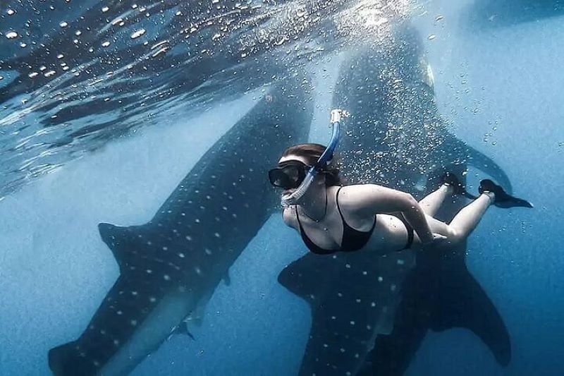 family friendly whale shark encounter