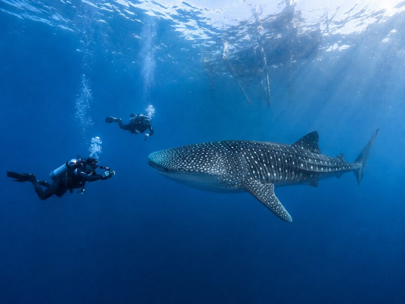 full day diving whale sharks saleh bay