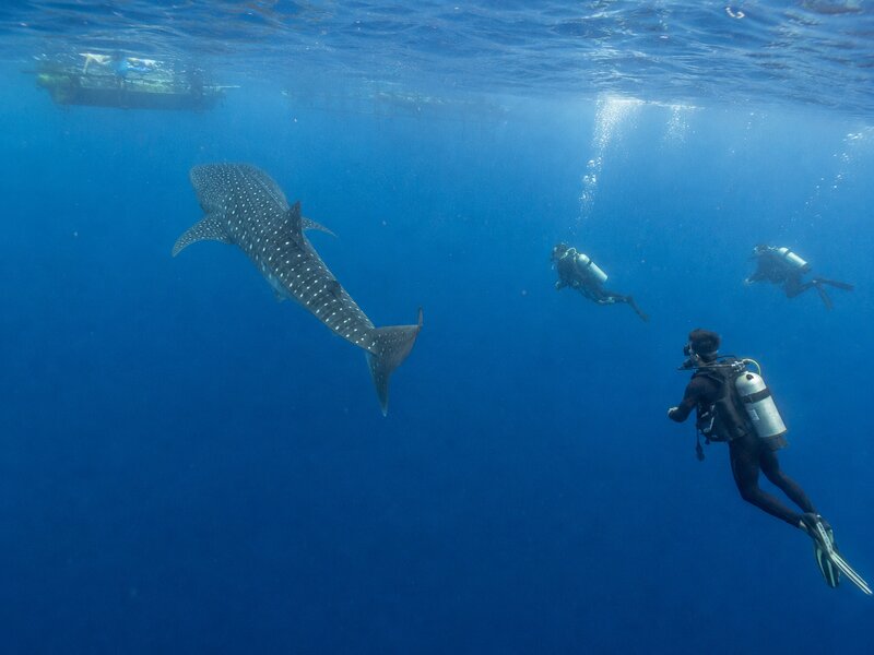 responsible whale shark diving