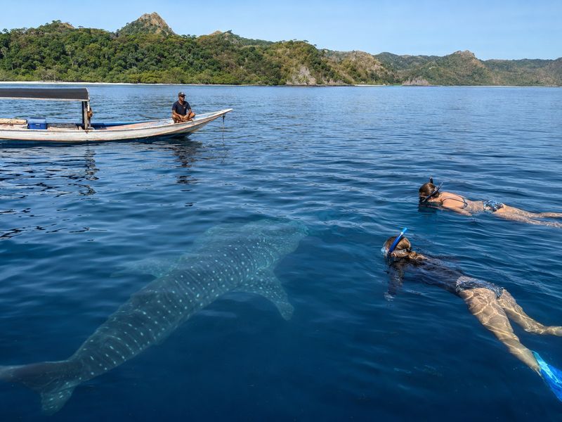 responsible whale shark encounter saleh bay