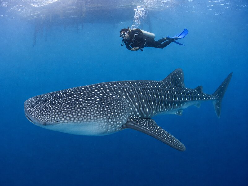 scuba diver whale shark sumbawa