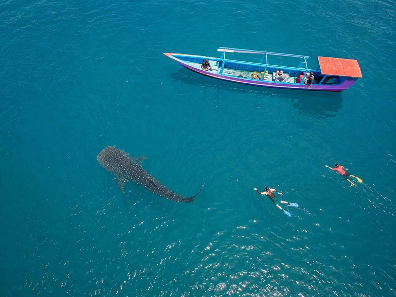 whale shark conservation snorkeling with a local boat in Saleh Bay