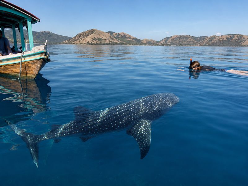 Whale shark diving beginner friendly