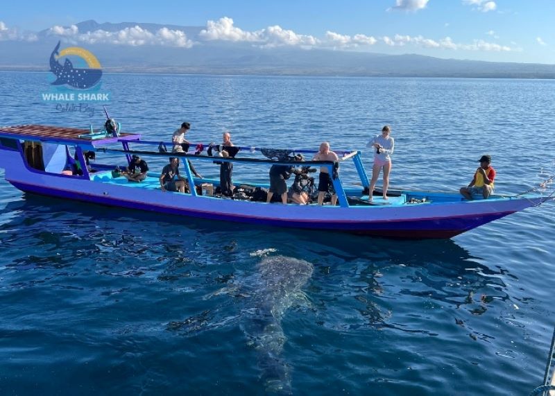 whale shark lagoon trip
