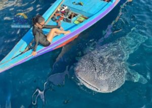 whale shark weekend trip