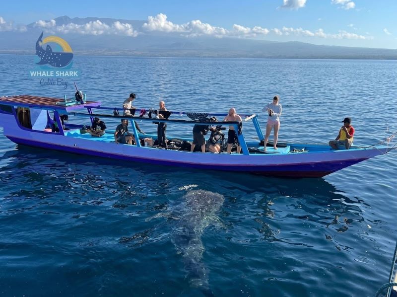 Best Season to Plan whale shark tour