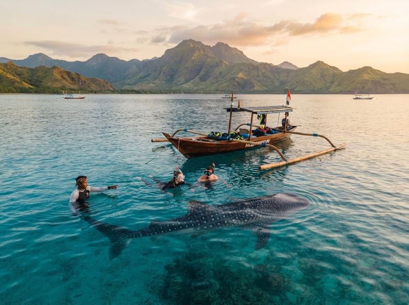 Private whale shark boat experience on Saleh Bay