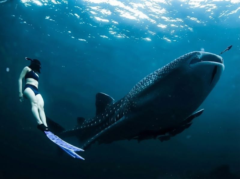 Responsible snorkeling with whale shark