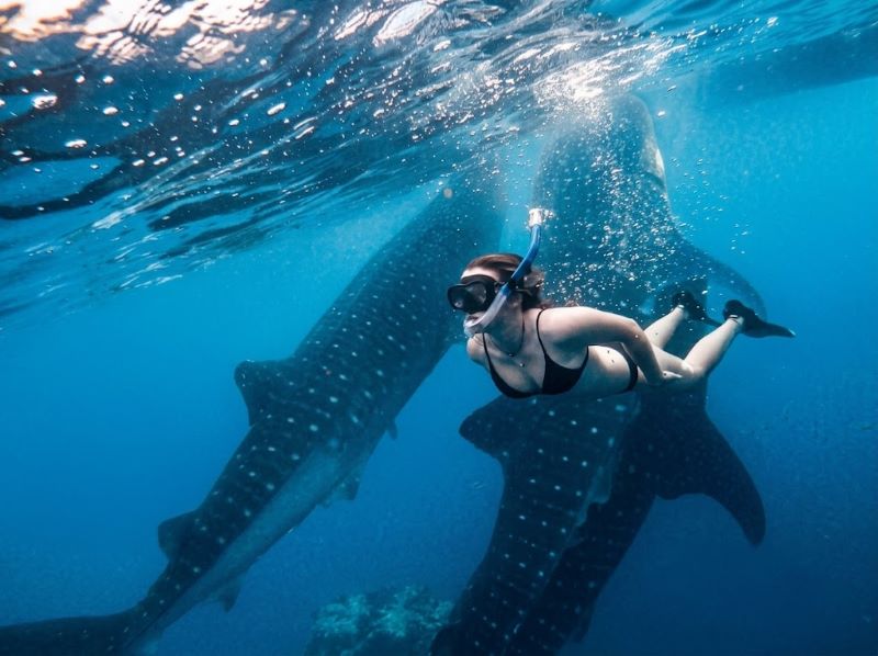 Saleh Bay whale shark beginner friendly plan