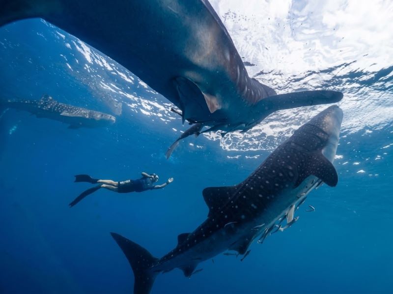 Snorkeling With Whale Sharks Best Time for Saleh Bay