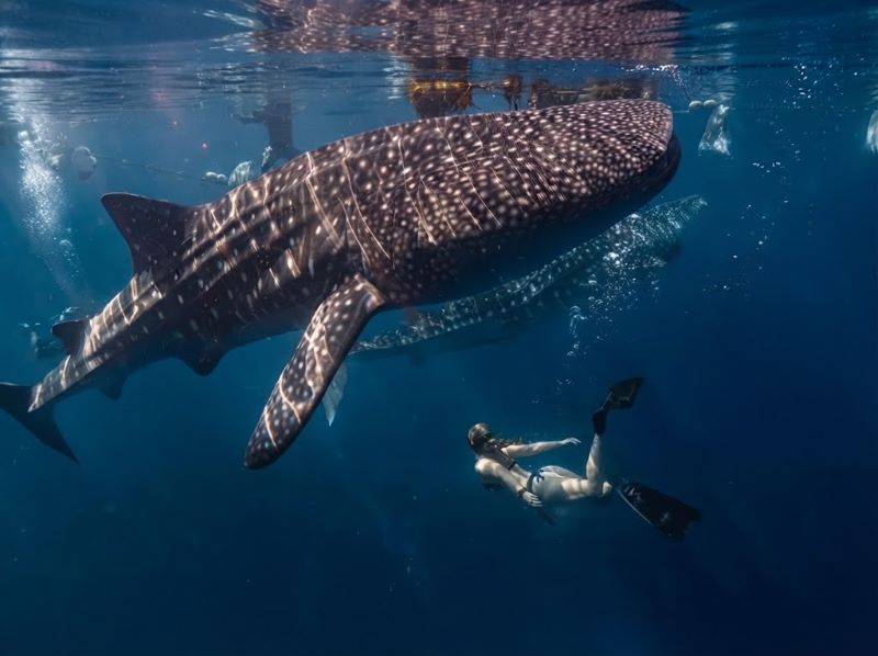 Snorkeling with whale shark