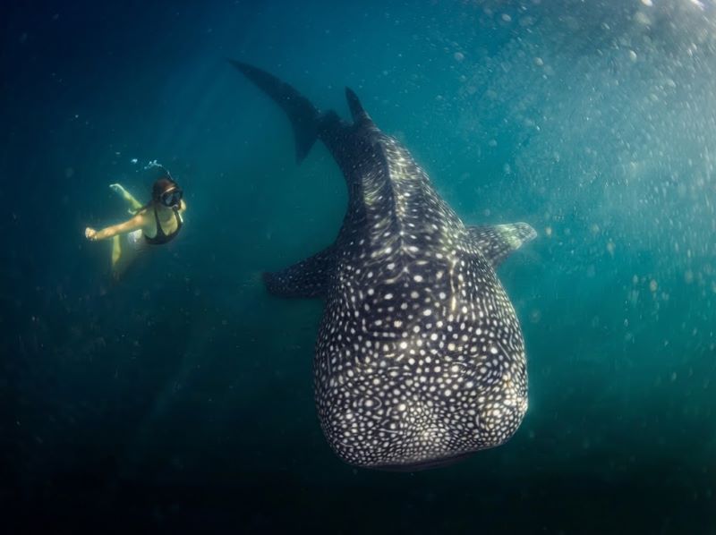 Snorkeling with whale shark