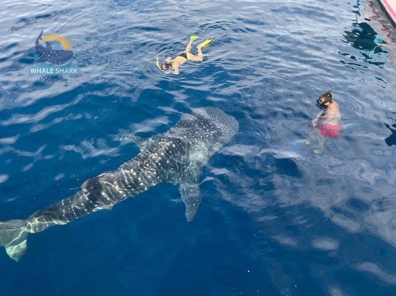 Sumbawa for a whale shark group tour