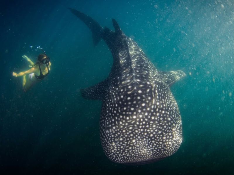 advanced whale shark trip Sumbawa