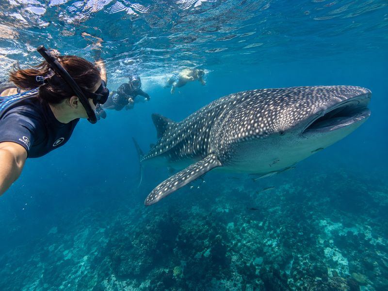 best time for swimming with whale sharks in Saleh Bay