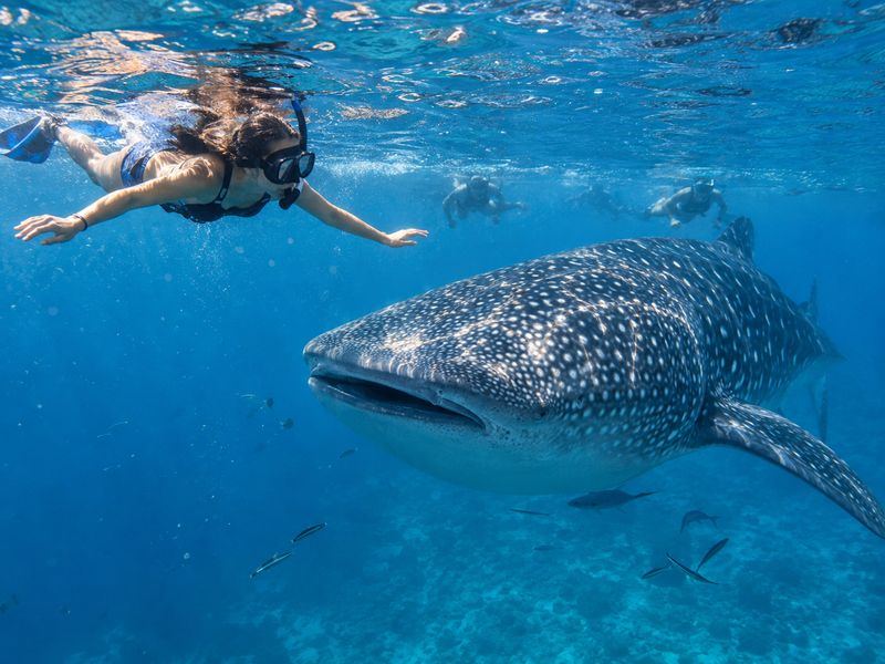 Best time for whale shark diving