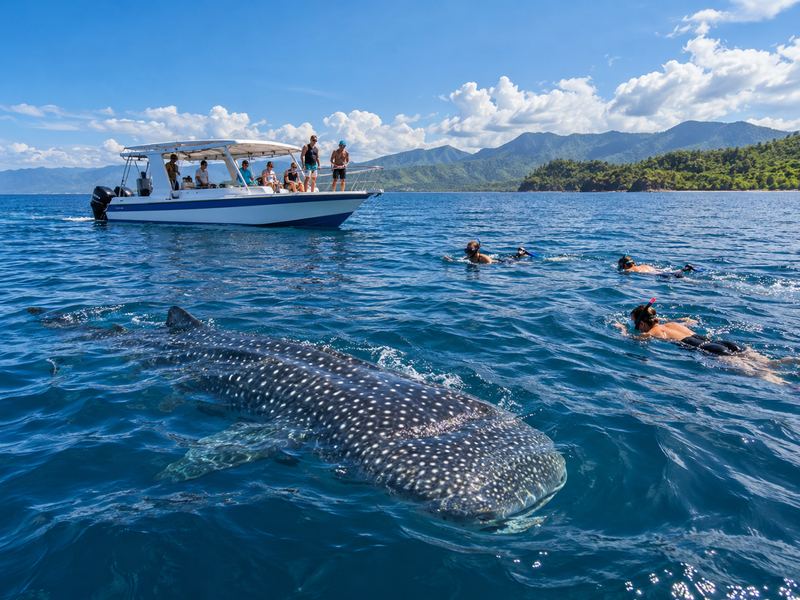 Full day whale shark expedition in Sumbawa waters
