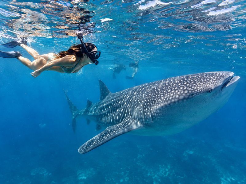 luxury Sumbawa whale shark snorkeling