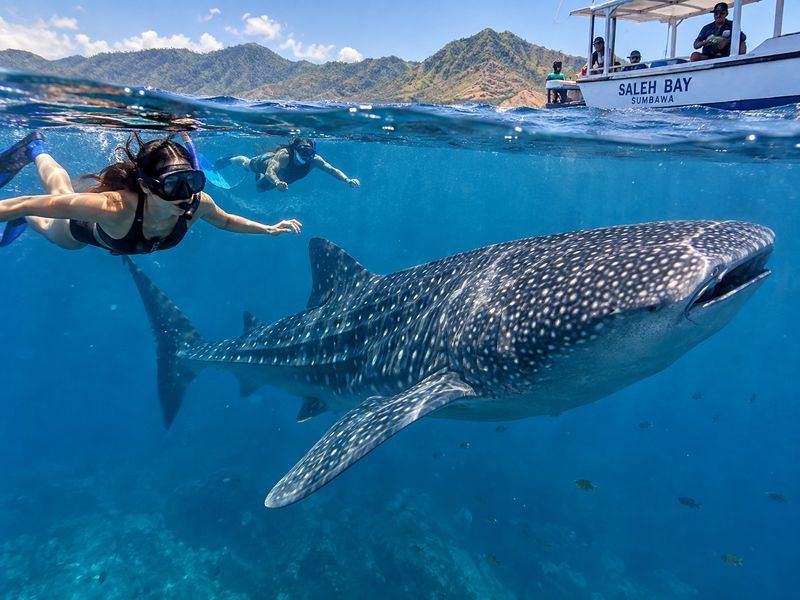 multi day Sumbawa whale shark marine trip